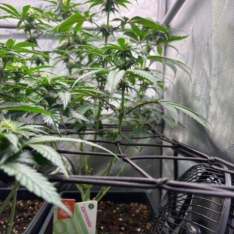 Watermelon Candy growlog timeline photo