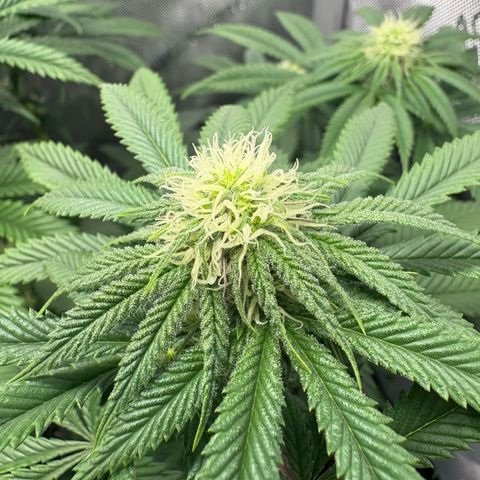 Watermelon Candy growlog timeline photo
