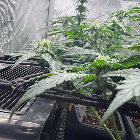 Kalini Asia growlog timeline photo