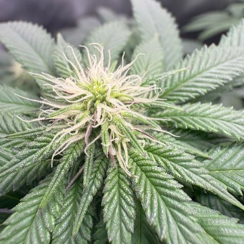 Kalini Asia growlog timeline photo