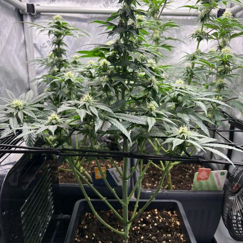 Tropicana Cookies growlog timeline photo
