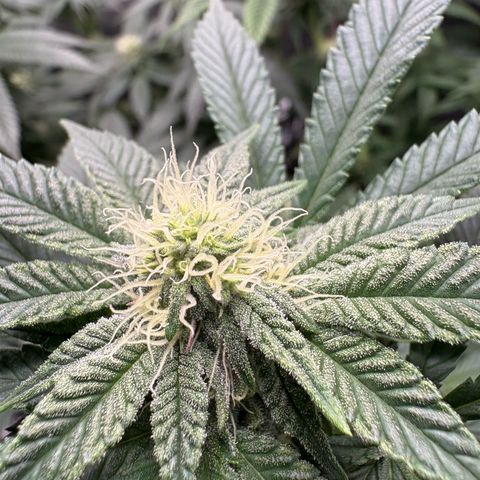 Tropicana Cookies growlog timeline photo