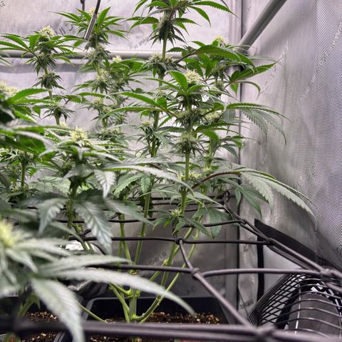 Watermelon Candy growlog timeline photo