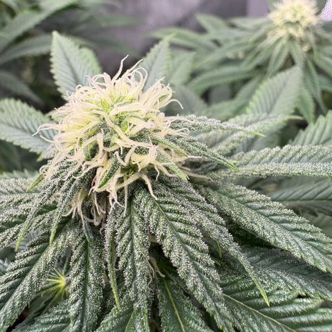 Watermelon Candy growlog timeline photo