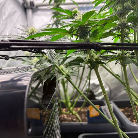 Kalini Asia growlog timeline photo