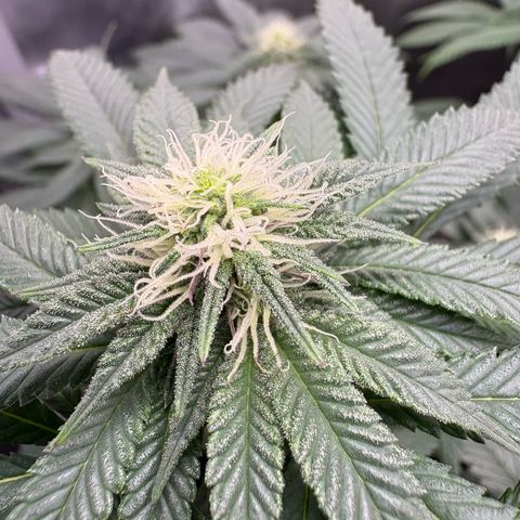 Kalini Asia growlog timeline photo