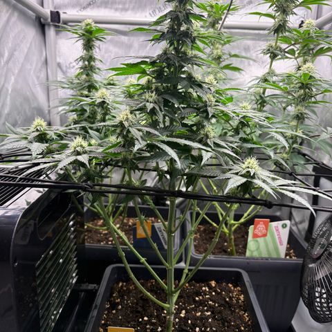 Tropicana Cookies growlog timeline photo