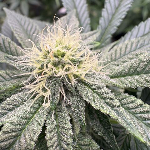 Tropicana Cookies growlog timeline photo
