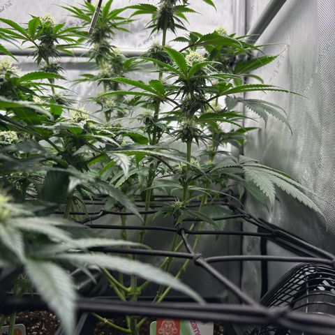 Watermelon Candy growlog timeline photo