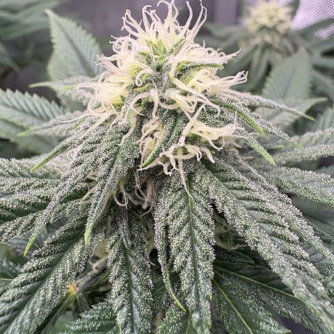 Watermelon Candy growlog timeline photo