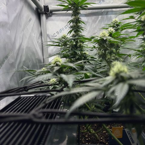 Kalini Asia growlog timeline photo