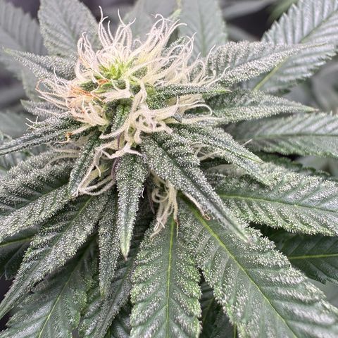 Kalini Asia growlog timeline photo