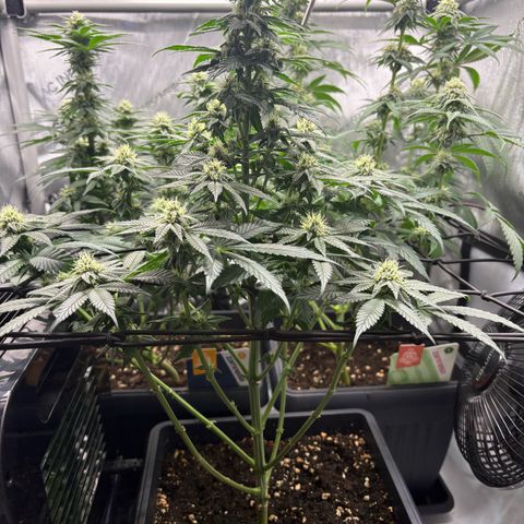 Tropicana Cookies growlog timeline photo