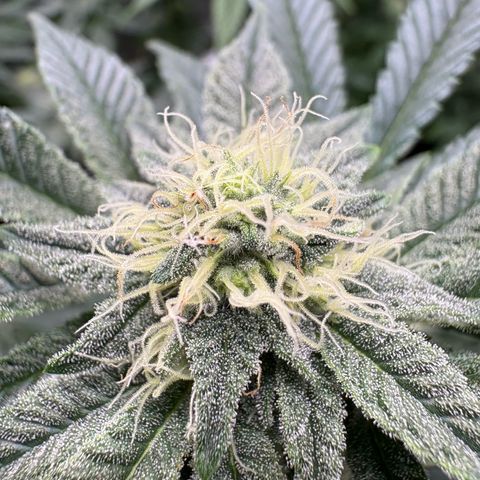 Tropicana Cookies growlog timeline photo