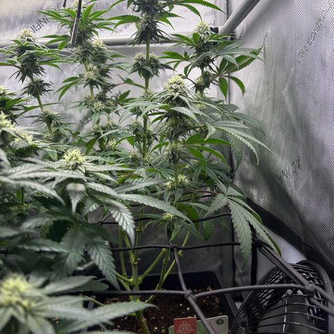 Watermelon Candy growlog timeline photo