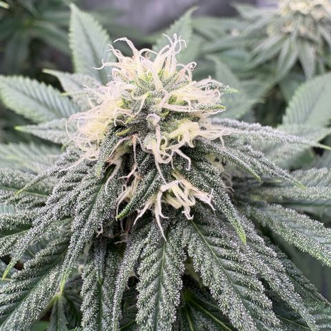 Watermelon Candy growlog timeline photo