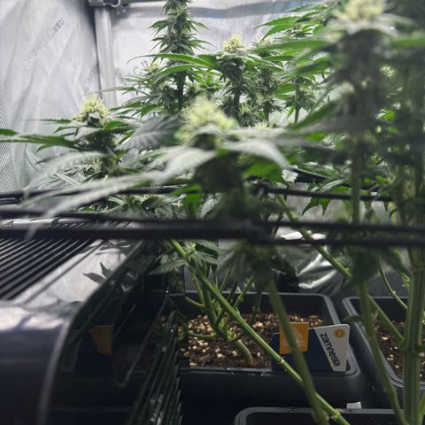 Kalini Asia growlog timeline photo