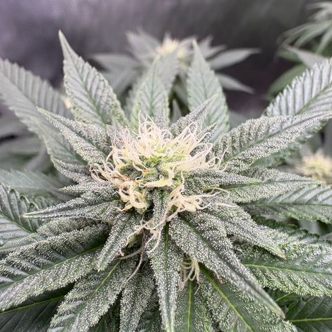 Kalini Asia growlog timeline photo