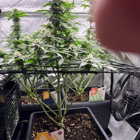 Tropicana Cookies growlog timeline photo