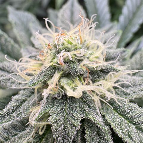 Tropicana Cookies growlog timeline photo