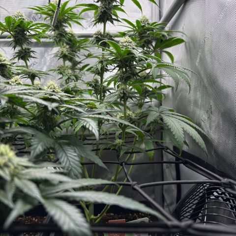Watermelon Candy growlog timeline photo