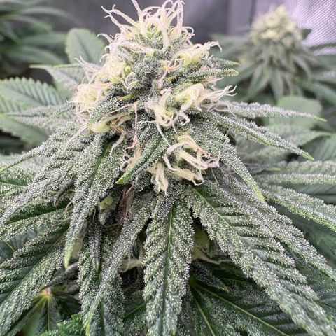 Watermelon Candy growlog timeline photo