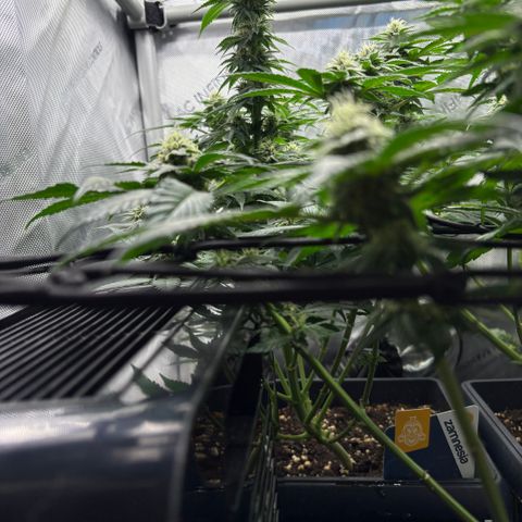 Kalini Asia growlog timeline photo