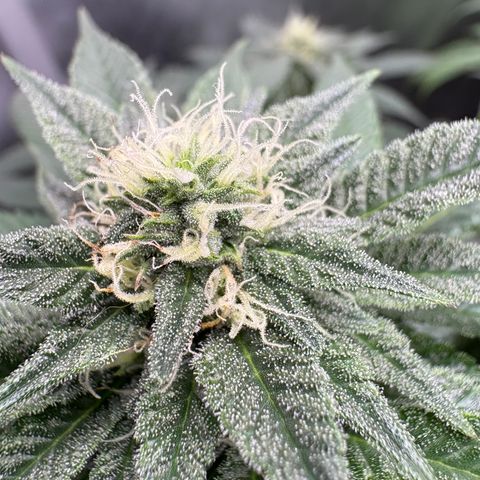 Kalini Asia growlog timeline photo
