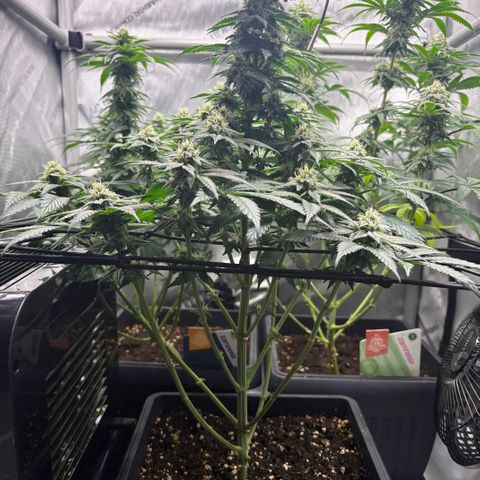 Tropicana Cookies growlog timeline photo