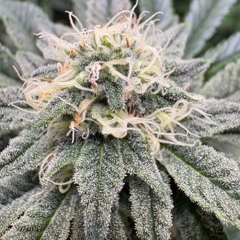 Tropicana Cookies growlog timeline photo