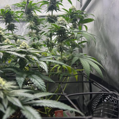 Watermelon Candy growlog timeline photo