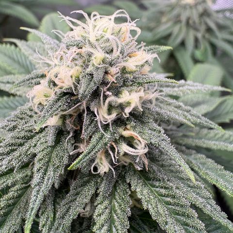 Watermelon Candy growlog timeline photo