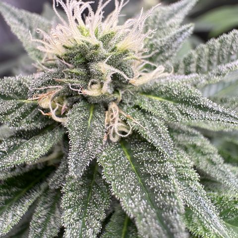 Kalini Asia growlog timeline photo