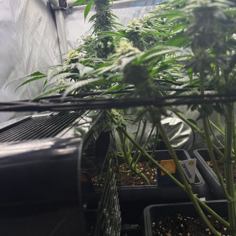 Kalini Asia growlog timeline photo