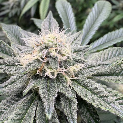 Tropicana Cookies growlog timeline photo