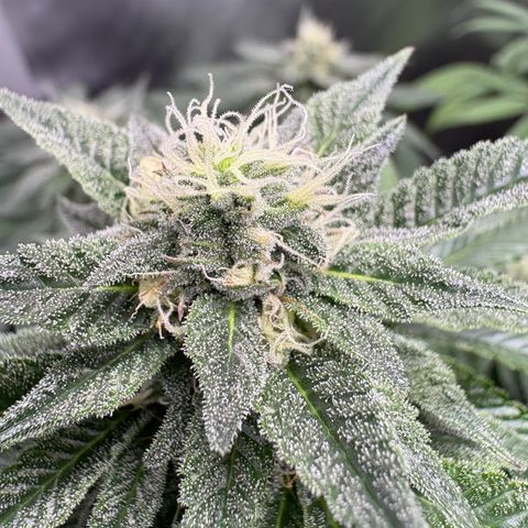 Kalini Asia growlog timeline photo