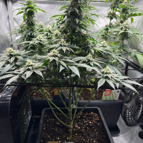 Tropicana Cookies growlog timeline photo