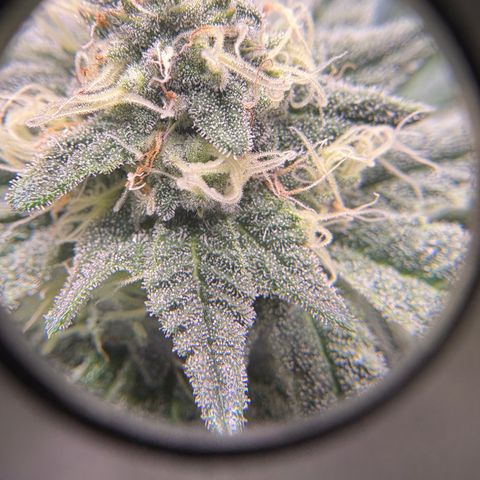 Tropicana Cookies growlog timeline photo