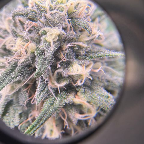 Watermelon Candy growlog timeline photo