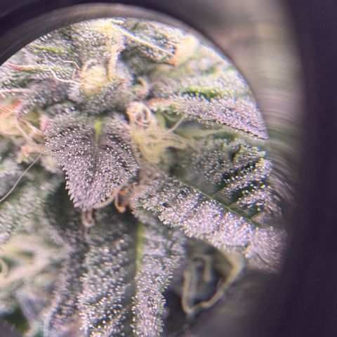 Kalini Asia growlog timeline photo