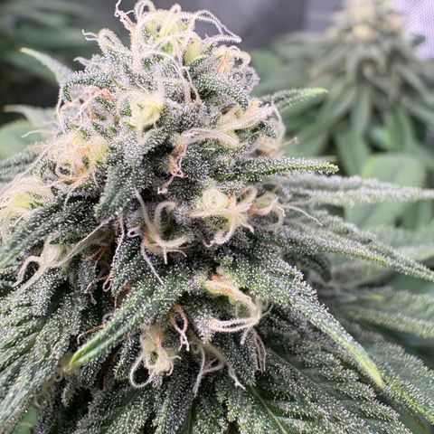 Watermelon Candy growlog timeline photo