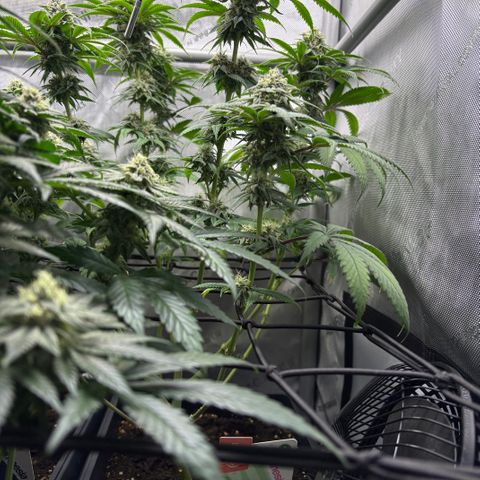 Watermelon Candy growlog timeline photo