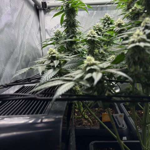 Kalini Asia growlog timeline photo