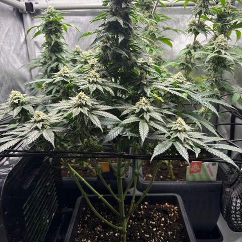 Tropicana Cookies growlog timeline photo