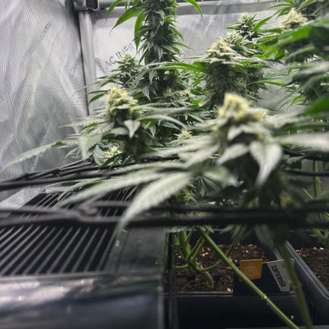 Kalini Asia growlog timeline photo