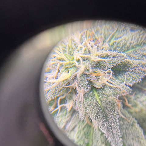 Kalini Asia growlog timeline photo