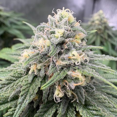 Watermelon Candy growlog timeline photo