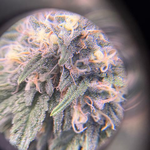 Watermelon Candy growlog timeline photo