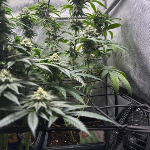 Watermelon Candy growlog timeline photo