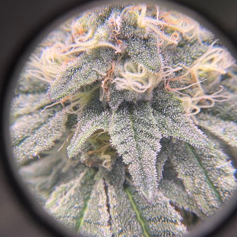 Tropicana Cookies growlog timeline photo